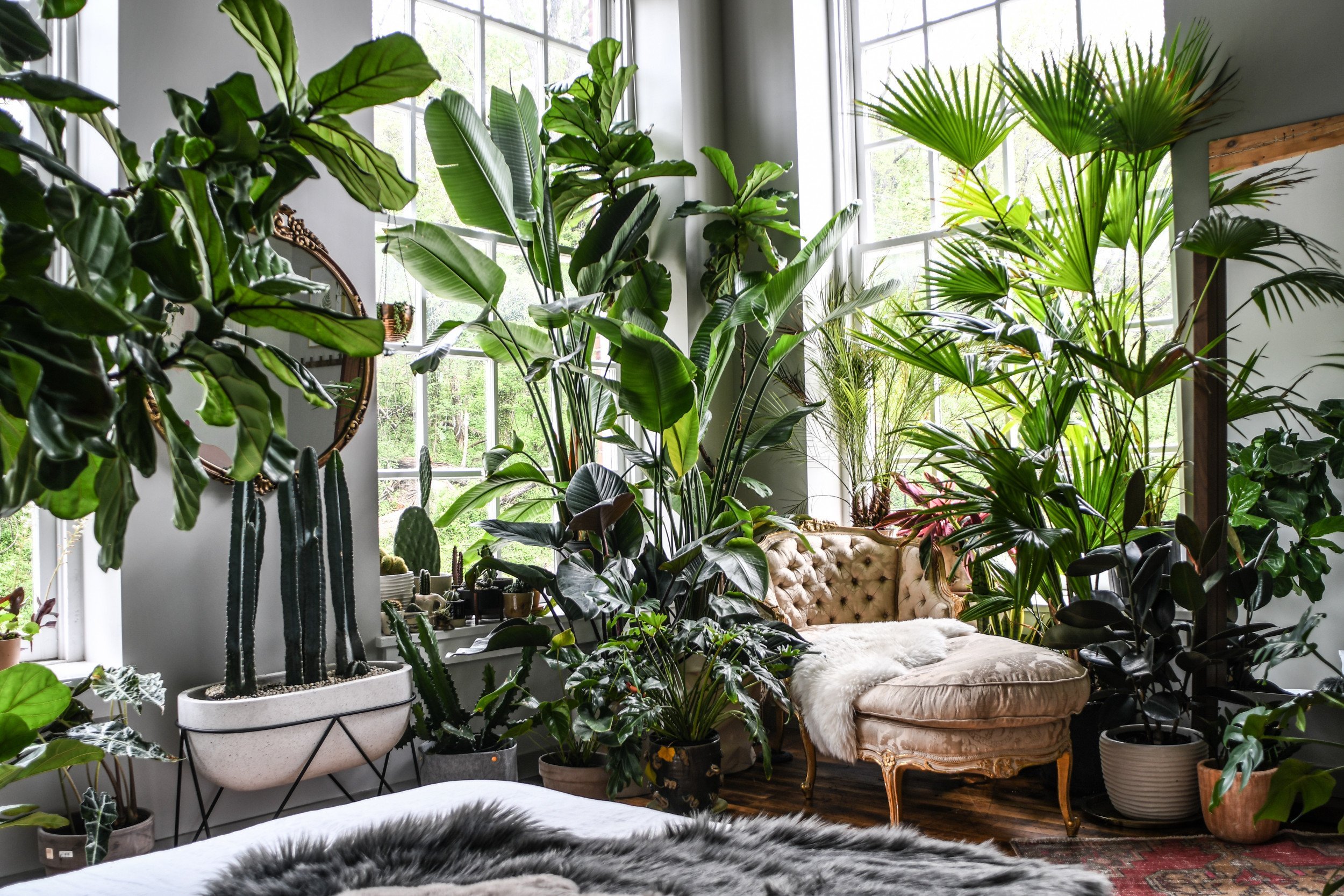 6 причин, по которым ваш интерьер испорчен комнатными растениями